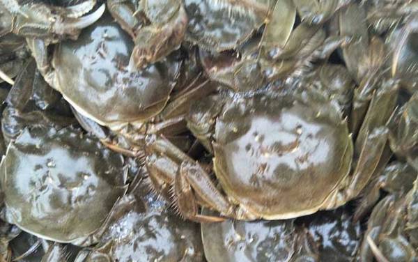 大闸蟹什么时候吃最好?