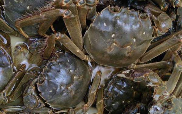 大闸蟹价格多少钱一斤?