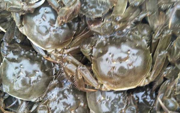 大闸蟹死了能不能吃了?