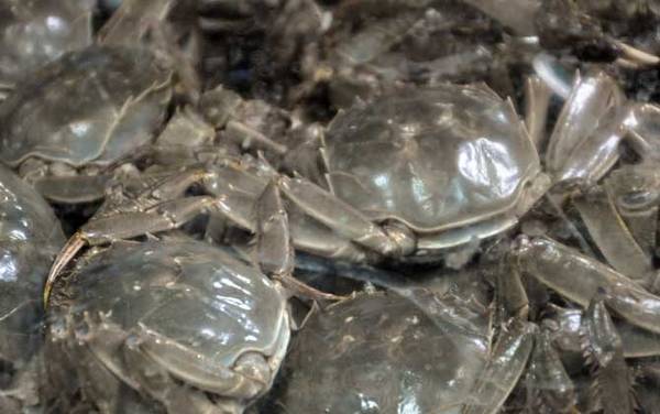 阳澄湖大闸蟹价格多少钱一只?