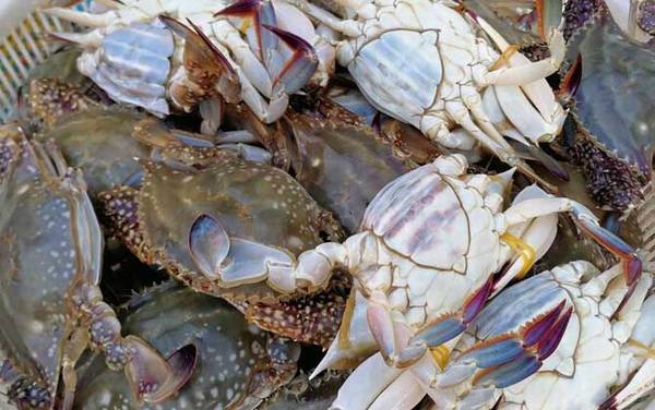 梭子蟹产地在哪里?