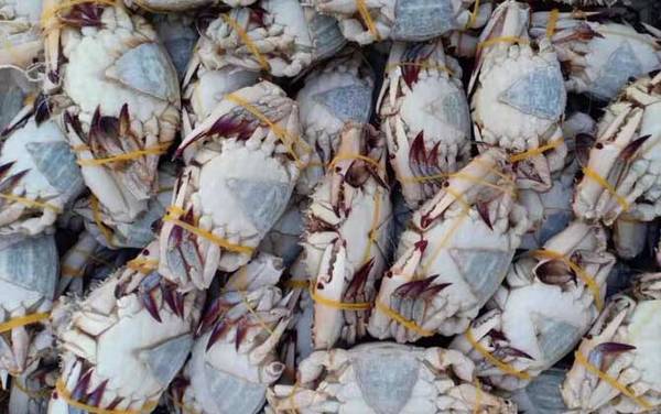 梭子蟹产地在哪里?