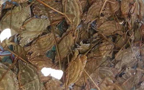 梭子蟹产地在哪里?