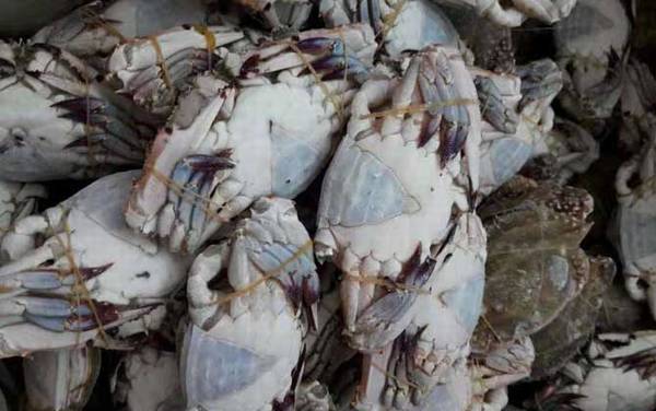 梭子蟹产地在哪里?