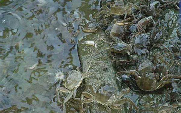 蟹苗价格多少钱一斤?