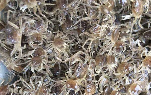 蟹苗价格多少钱一斤?