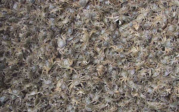 蟹苗价格多少钱一斤?