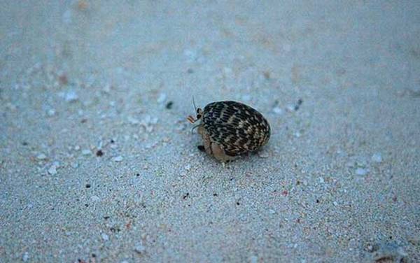 寄居蟹吃什么食物?