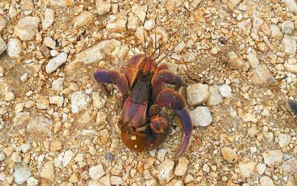 寄居蟹吃什么食物?