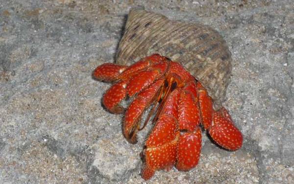 寄居蟹怎么养不会死?