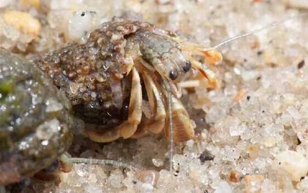 寄居蟹怎么养不会死?