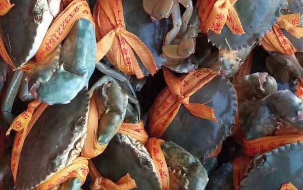 青蟹价格多少钱一斤?