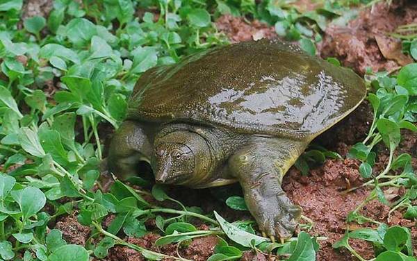 甲鱼是什么动物?