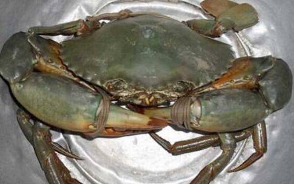 青蟹怎么保存不容易死?