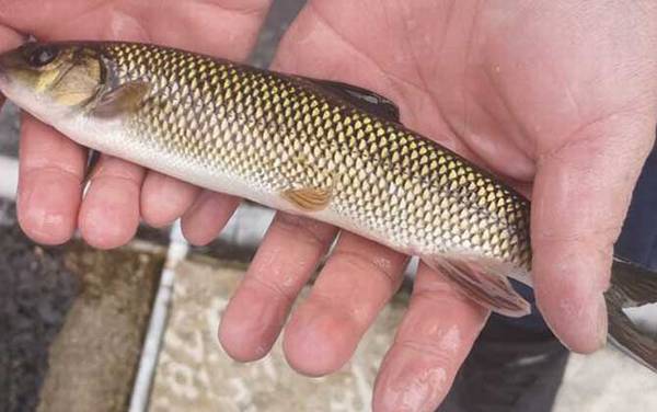 多鳞白甲鱼是什么鱼?