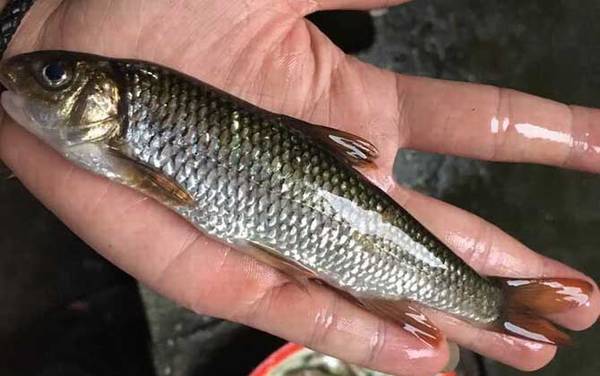 多鳞白甲鱼是什么鱼?