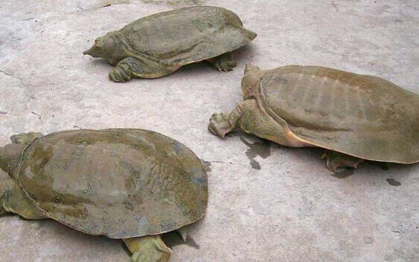 甲鱼是什么动物?