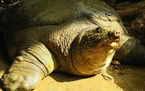 斑鳖是什么动物?