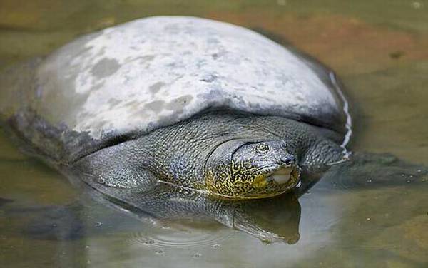 斑鳖是什么动物?