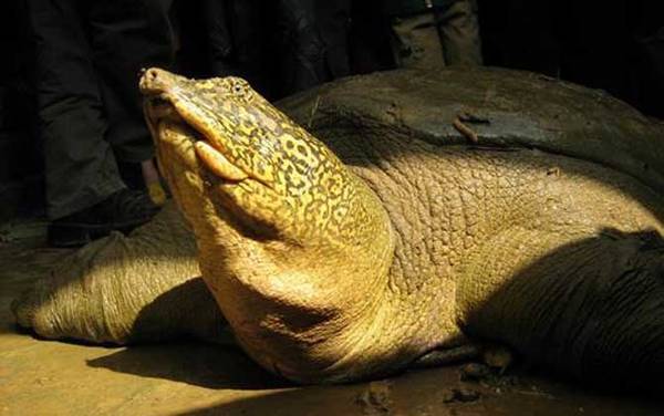 斑鳖是什么动物?