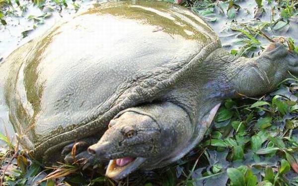 中华鳖是什么动物?