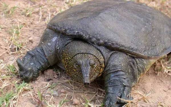 亚洲鳖是什么动物?