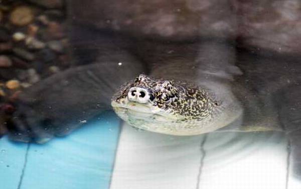 亚洲鳖是什么动物?