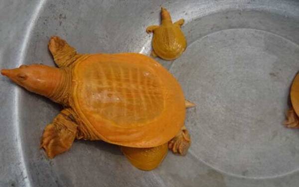 黄金鳖是什么动物?