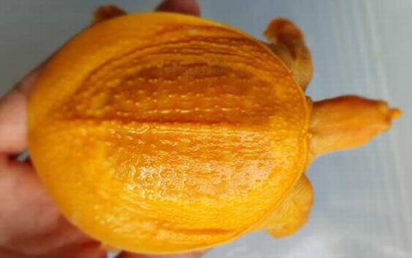 黄金鳖是什么动物?