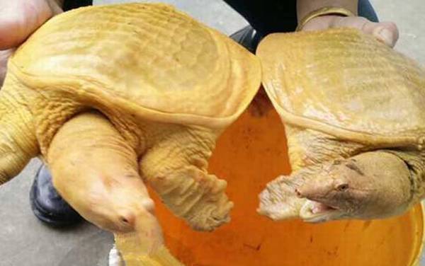 黄金鳖是什么动物?