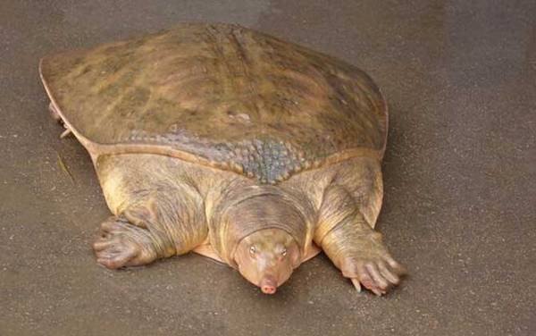 珍珠鳖是什么动物?