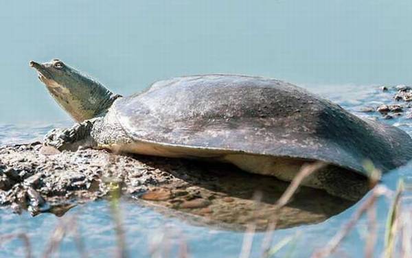 珍珠鳖是什么动物?