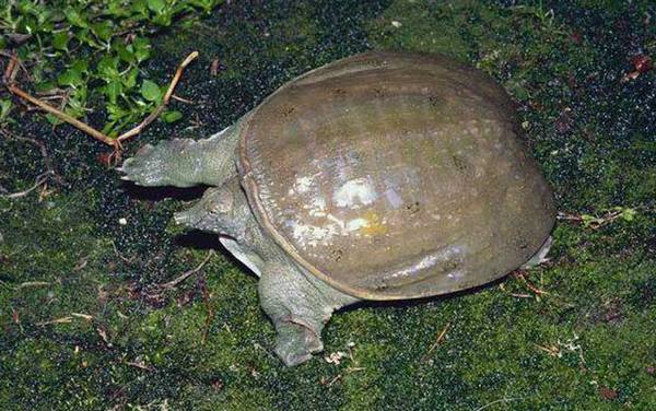 山瑞鳖是什么动物?