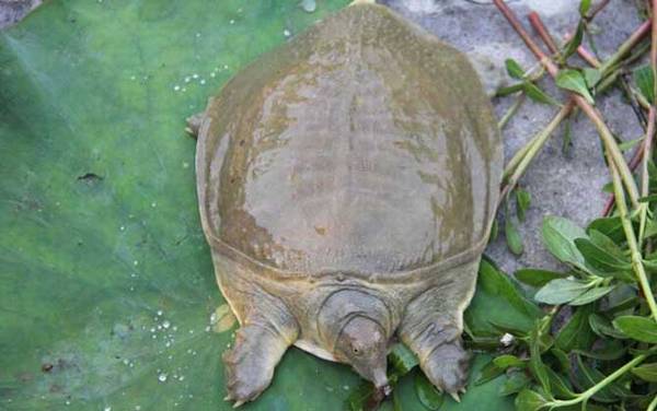 甲鱼养殖技术及注意事项