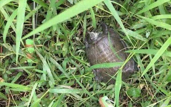 野生甲鱼是保护动物吗?