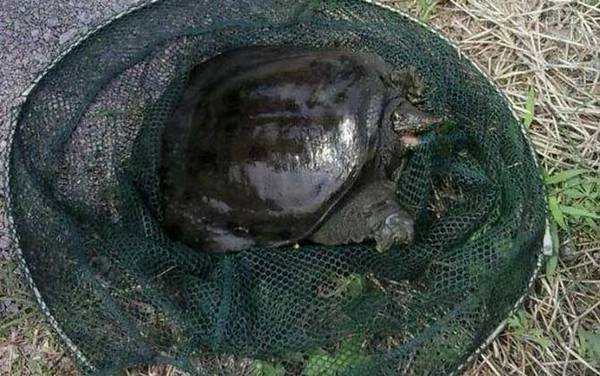 野生甲鱼是保护动物吗?