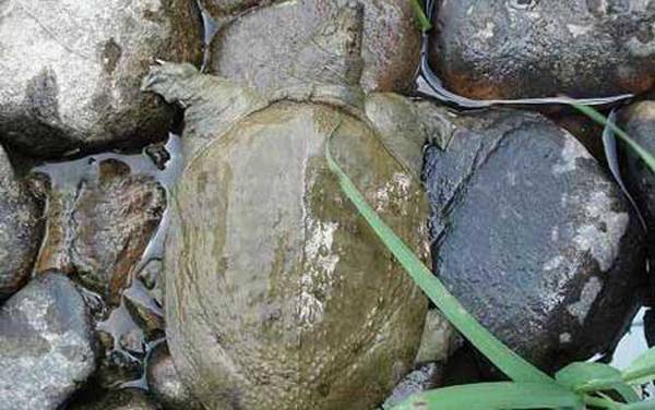 丁马甲鱼是什么甲鱼?