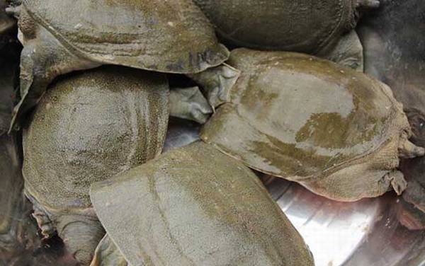 丁马甲鱼是什么甲鱼?