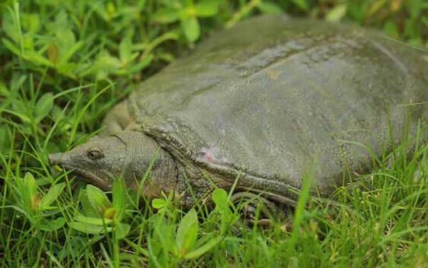 喝甲鱼血能治阳痿吗?
