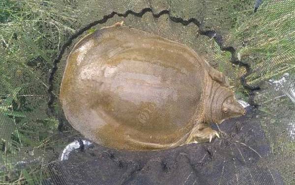 喝甲鱼血能治阳痿吗?