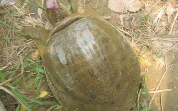 喝甲鱼血能治阳痿吗?