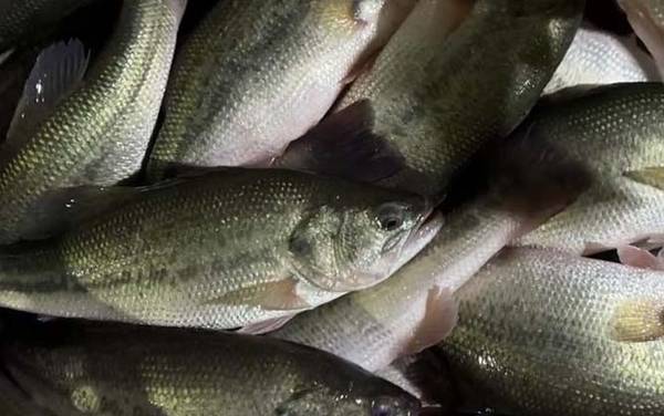 养殖加州鲈鱼前景怎么样?