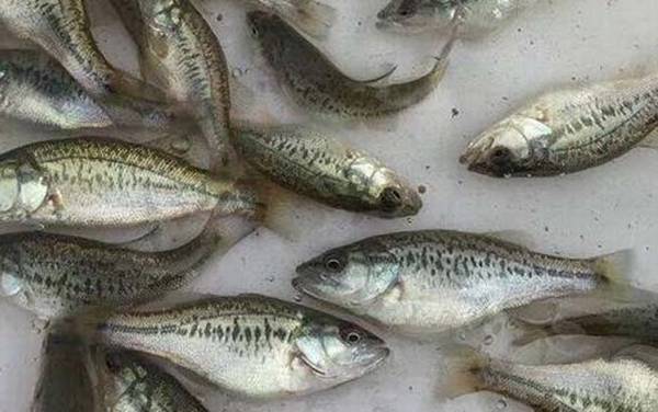 养殖加州鲈鱼前景怎么样?