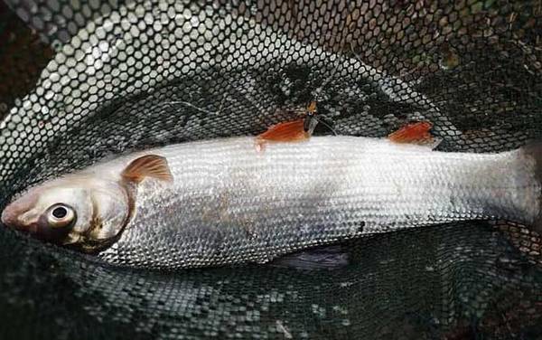 黄尾鱼价格多少钱一斤?