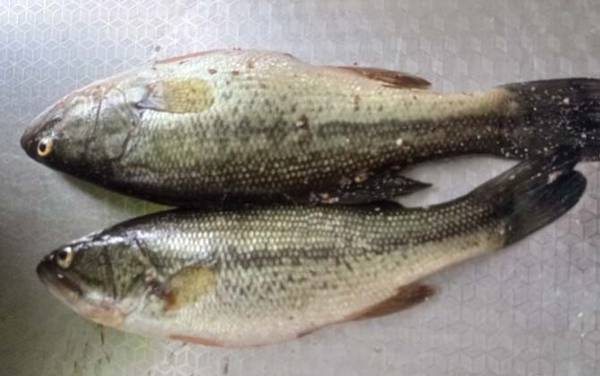 加州鲈鱼价格多少钱一斤?