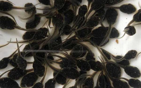 牛蛙蝌蚪吃什么食物?