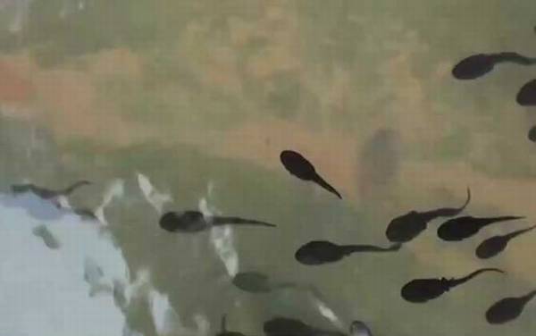 牛蛙蝌蚪吃什么食物?