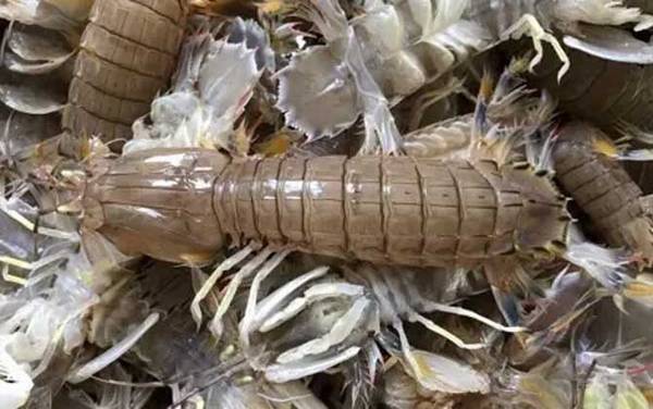 皮皮虾是什么虾?