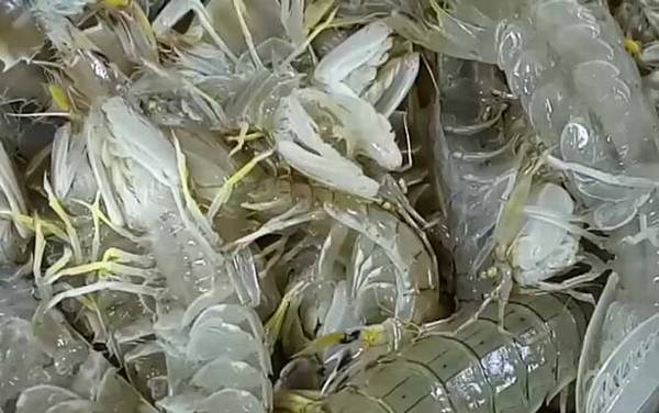 皮皮虾蒸几分钟最好?