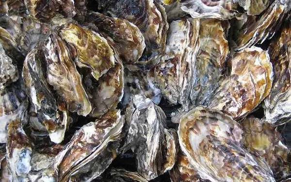 生蚝价格多少钱一斤?